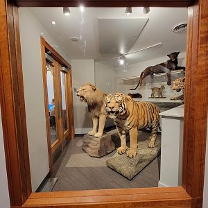 MOS Boston - Natural Mysteries, Design Around Us (felids)