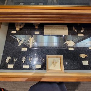 MOS Boston - Natural Mysteries, some rodent skulls