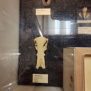 MOS Boston - Natural Mysteries, Platypus skull