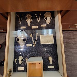 MOS Boston - Natural Mysteries, caniforma skulls