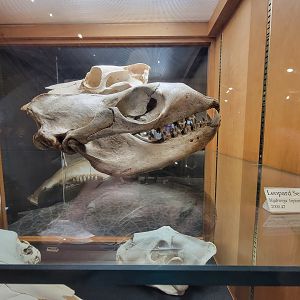 MOS Boston - Natural Mysteries, Leopard Seal skull