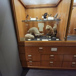 MOS Boston - Natural Mysteries, color mutations