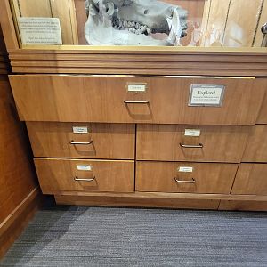 MOS Boston - Natural Mysteries, Cladistics drawers