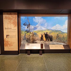 MOS Boston - New England Habitats, Black Bears