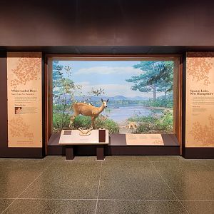 MOS Boston - New England Habitats, White-tailed Deer