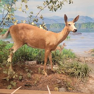 MOS Boston - New England Habitats, White-tailed Deer