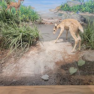 MOS Boston - New England Habitats, White-tailed Deer