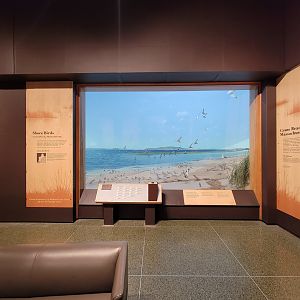 MOS Boston - New England Habitats, Shore Birds