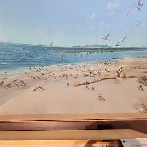 MOS Boston - New England Habitats, Shore Birds