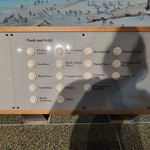 MOS Boston - New England Habitats, Shore Birds