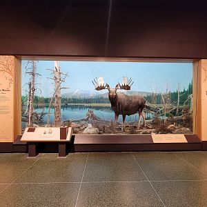 MOS Boston - New England Habitats, Moose