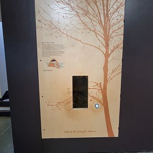 MOS Boston - New England Habitats, Beaver lodge