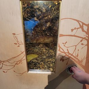 MOS Boston - New England Habitats, Beaver lodge