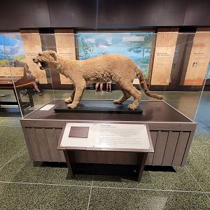 MOS Boston - New England Habitats, Eastern Cougar