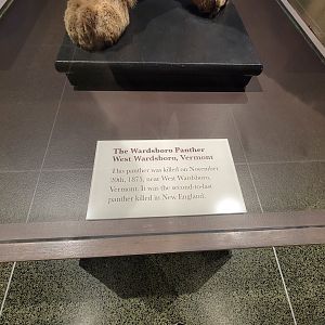 MOS Boston - New England Habitats, The Wardsboro Panther