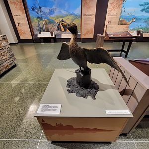 MOS Boston - New England Habitats, Cormorant sculpture