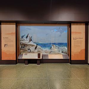 MOS Boston - New England Habitats, Sea Birds