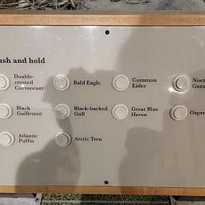 MOS Boston - New England Habitats, Sea Birds