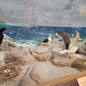 MOS Boston - New England Habitats, Sea Birds
