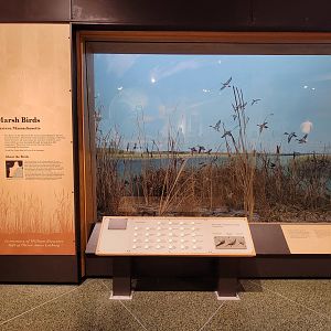 MOS Boston - New England Habitats, Marsh Birds