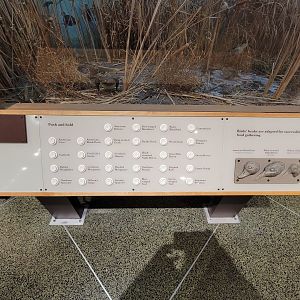 MOS Boston - New England Habitats, Marsh Birds