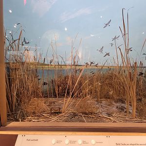 MOS Boston - New England Habitats, Marsh Birds