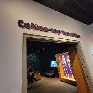 MOS Boston - Cotton-top Tamarin room