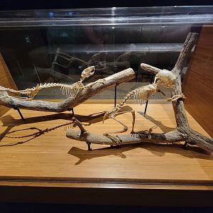 MOS Boston - Cotton-top Tamarin room, skeletons in table