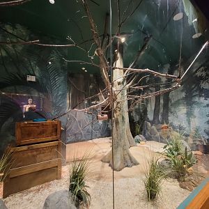 MOS Boston - Cotton-top Tamarin room