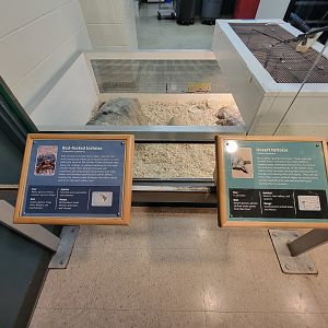 MOS Boston - Live Animal Lab, red-footed tortoise and desert tortoise