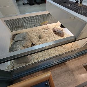 MOS Boston - Live Animal Lab, red-footed tortoise and desert tortoise