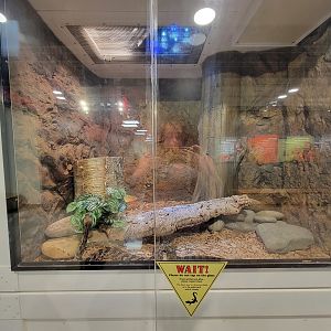 MOS Boston - Live Animal Lab, timber rattlesnake