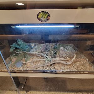 MOS Boston - Live Animal Lab, corn snake