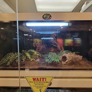 MOS Boston - Live Animal Lab, Sheltopusik