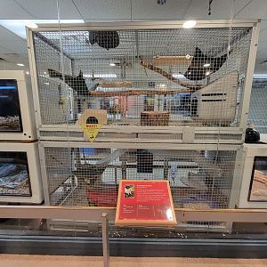 MOS Boston - Live Animal Lab, domestic ferret