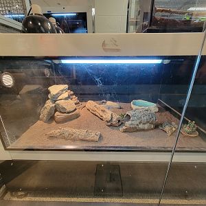 MOS Boston - Live Animal Lab, chuckwalla