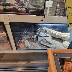 MOS Boston - Live Animal Lab, bearded dragon