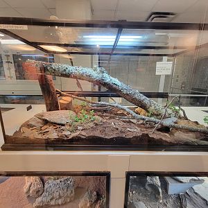 MOS Boston - Live Animal Lab, eastern garter snake