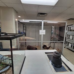 MOS Boston - Live Animal Lab, striped skunk, hedgehogs and tenrecs to the right