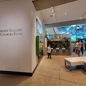 MOS Boston - Yawkey Gallery on the Charles River, lower level