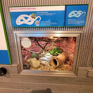 MOS Boston - Yawkey Gallery, eastern milk snake