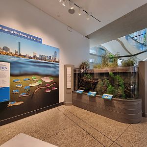 MOS Boston - Yawkey Gallery, Shaping the River Ecosystem