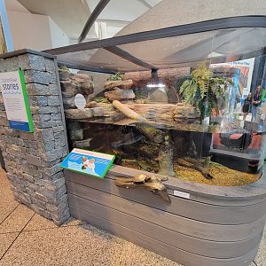 MOS Boston - Yawkey Gallery, painted turtles and largemouth bass