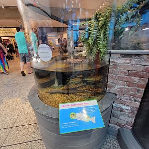 MOS Boston - Yawkey Gallery, painted turtles and largemouth bass