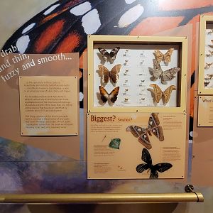 MOS Boston - Insect Zoo, biggest and smallest butterflies