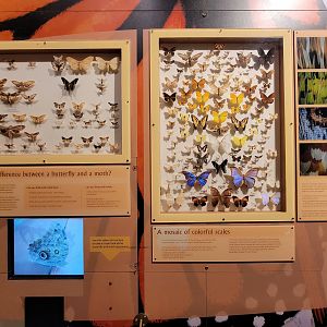 MOS Boston - Insect Zoo, moths vs butterflies, colorful scales