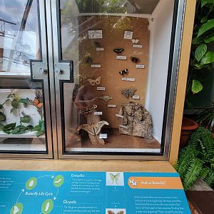 MOS Boston - Insect Zoo, moth or butterfly?