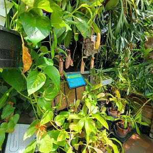 MOS Boston - Insect Zoo, garden walk