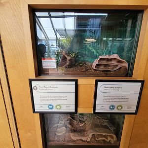 MOS Boston - Insect Zoo, giant desert centipede and desert hairy scorpion