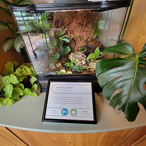MOS Boston - Insect Zoo, Florida ivory millipede